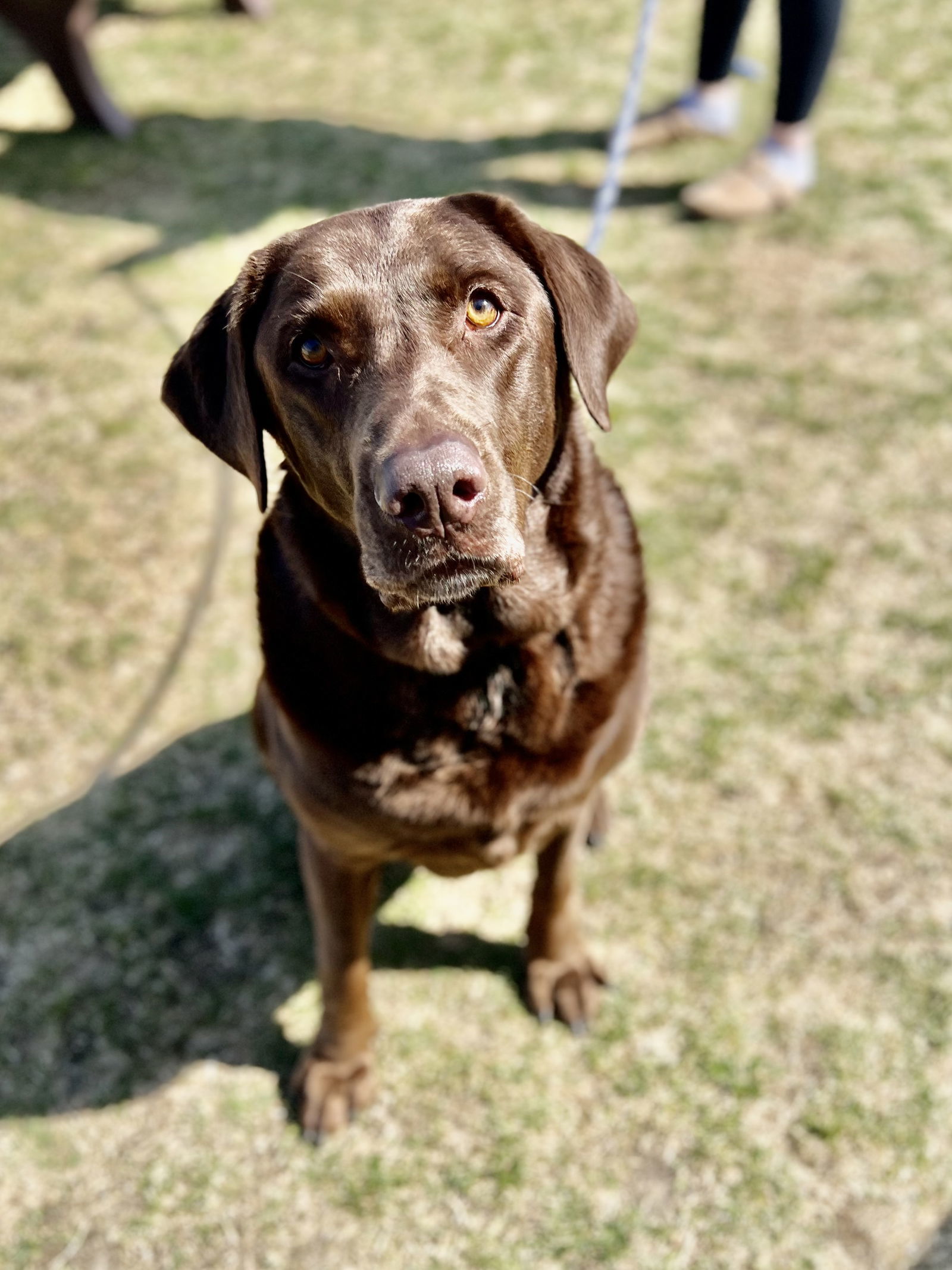 CoCo