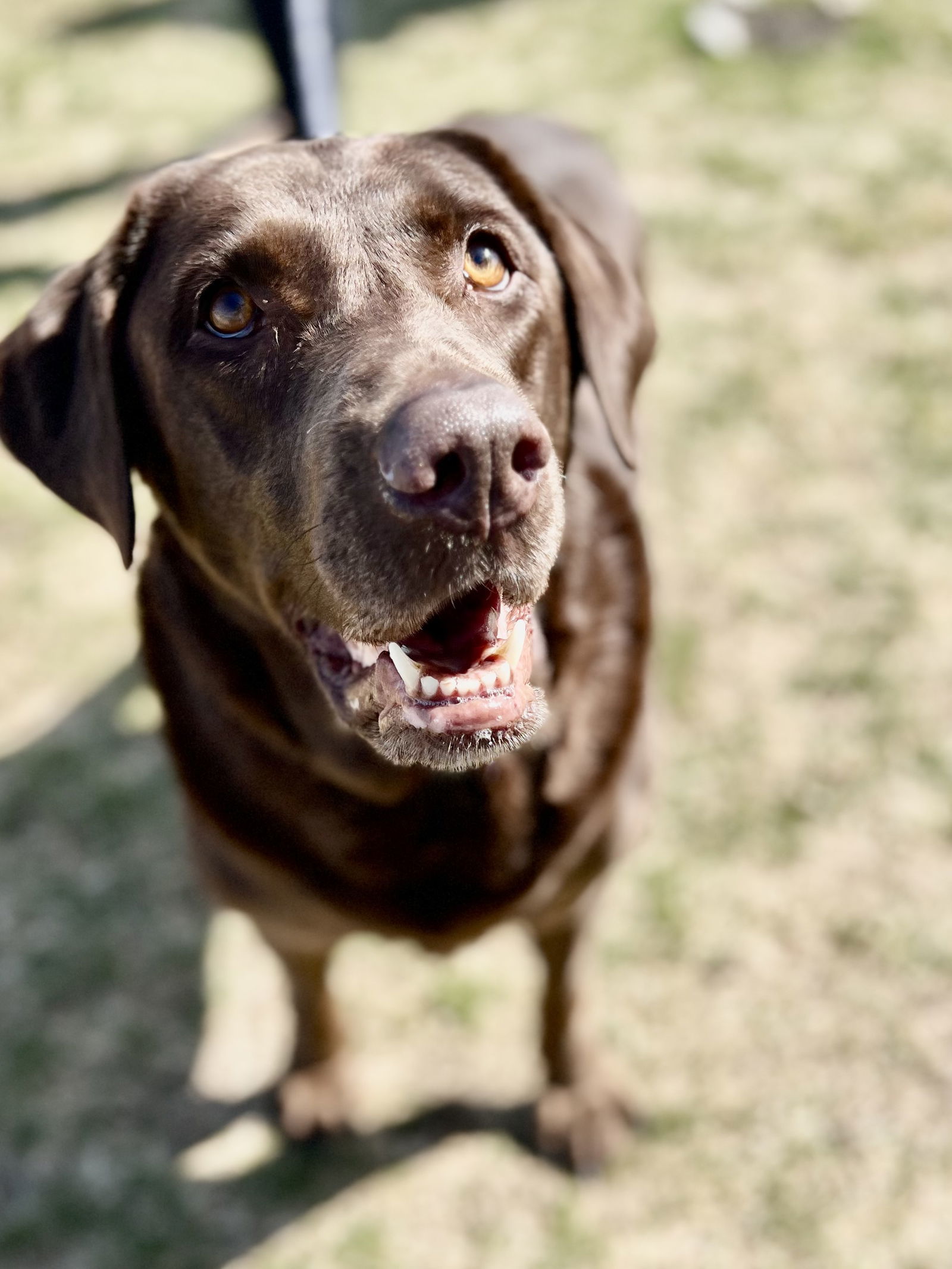 CoCo