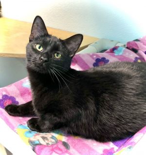 Pansy, Baby Female Domestic Short Hair