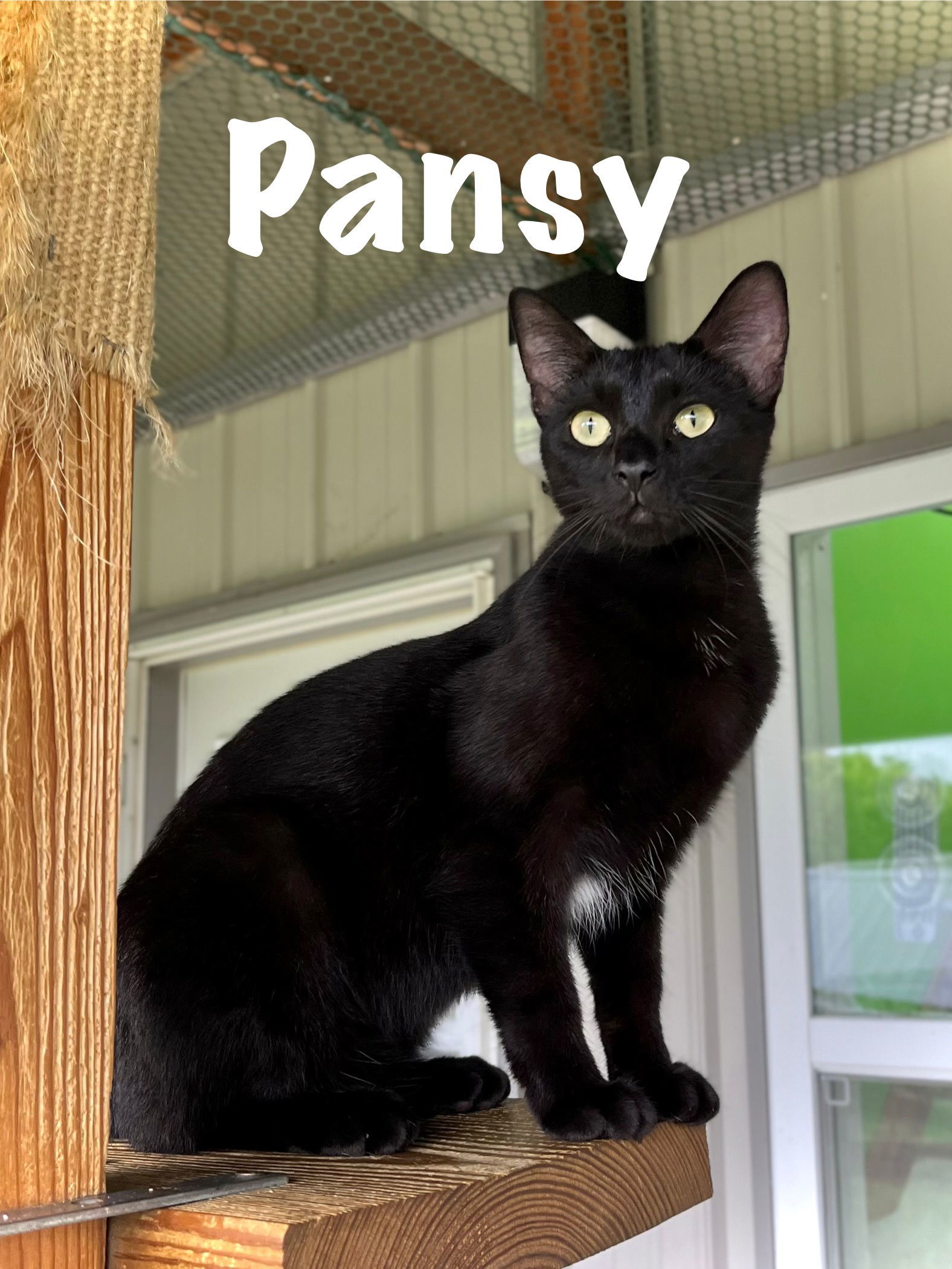 Pansy
