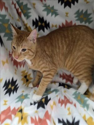 This animal was rescued by Animal Services Date animal was rescued 050925 Date animal was brough