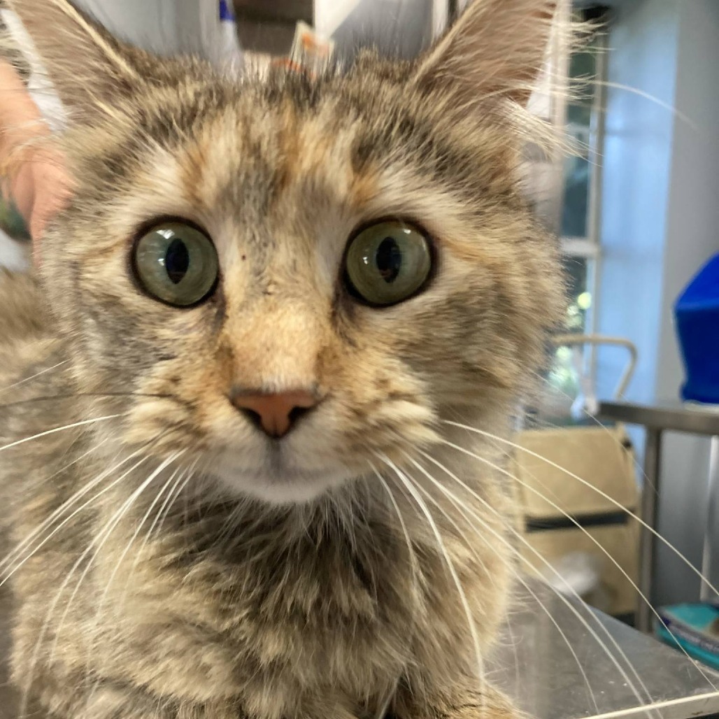 Stevie, an adoptable Domestic Medium Hair in Duncan, OK, 73533 | Photo Image 1