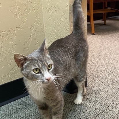 Madonna, an adoptable Domestic Short Hair in Duncan, OK, 73533 | Photo Image 1