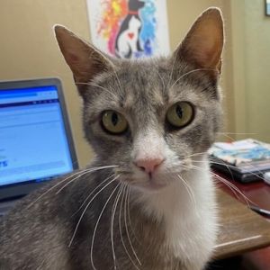 Madonna, Adult Female Domestic Short Hair