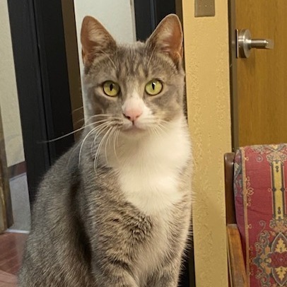 Madonna, an adoptable Domestic Short Hair in Duncan, OK, 73533 | Photo Image 1