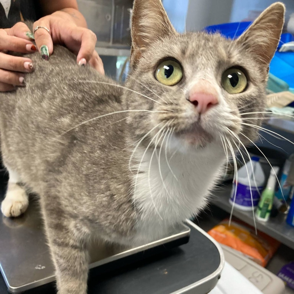 Madonna, an adoptable Domestic Short Hair in Duncan, OK, 73533 | Photo Image 2