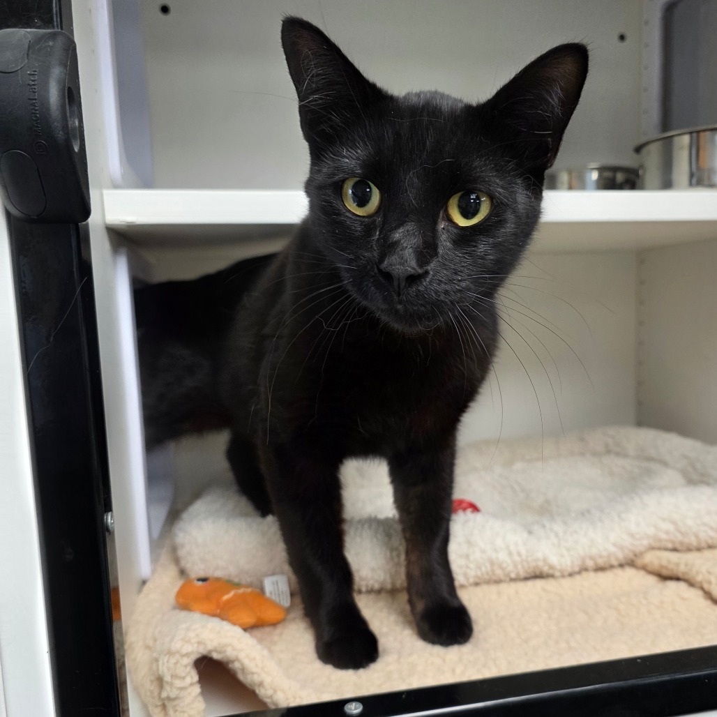 Dutton, an adoptable Domestic Short Hair in Duncan, OK, 73533 | Photo Image 2