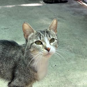 Bougee, Baby Female Domestic Short Hair