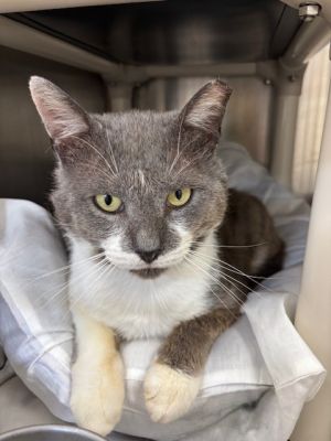 Mr. Grey Domestic Short Hair Cat