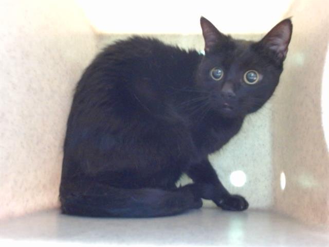 SALEM