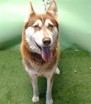 MAPLE Siberian Husky Dog