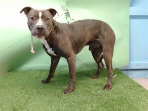BLUE Pit Bull Terrier Dog