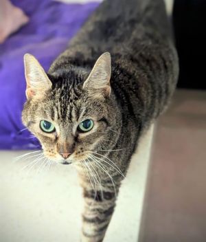 LEIA Domestic Short Hair Cat