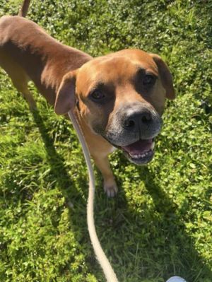 HEATH, Adult Male American Staffordshire Terrier