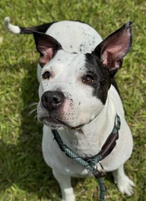 LAYLA, Adult Female American Staffordshire Terrier