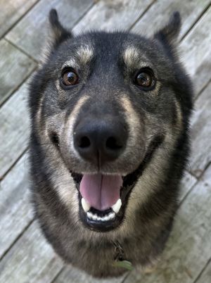 If it walks like a duck and talks like a duck it may be a unicorn miniature sable German shepherd