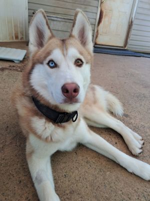  SEV  Sev is a young affectionate handsome 15 year old red and white husky pup with beautiful b