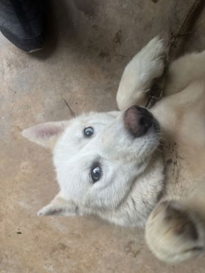 Please welcome precious Tavi to the Releashed rescue pack Everybody loves Tavi Tavi is young and s