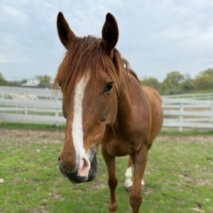 SOPHIE, Adult Female unknown