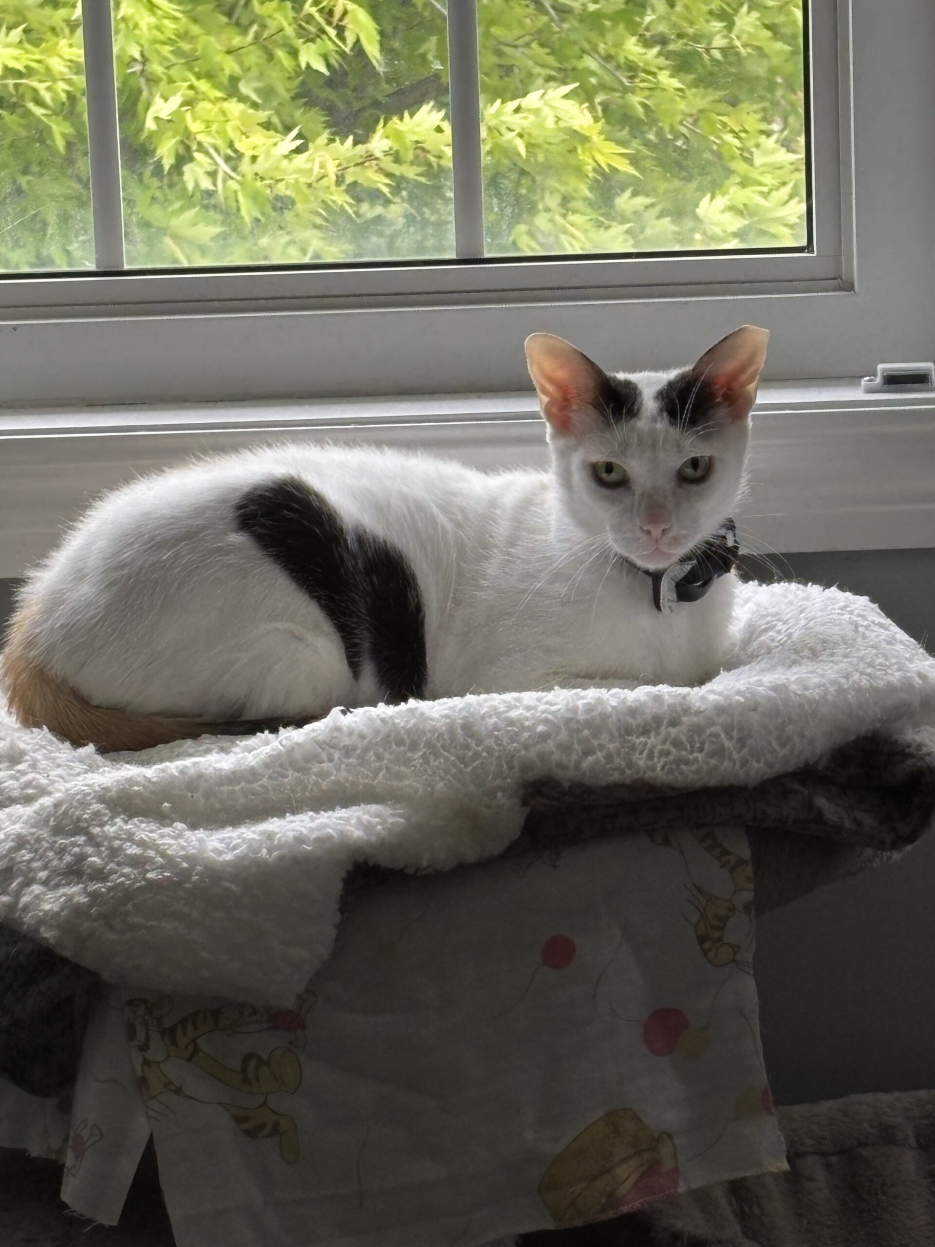 Molly