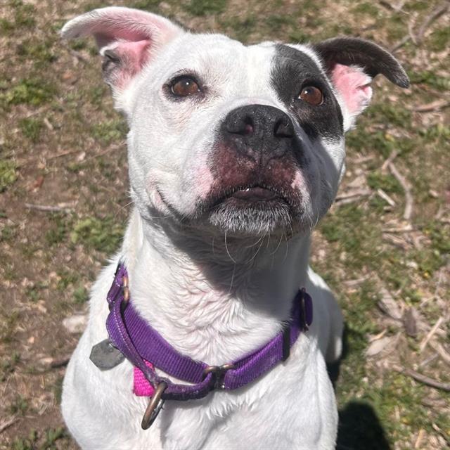 BELLA