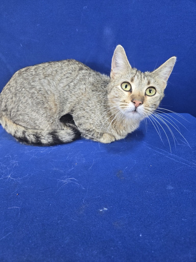 Firefly, an adoptable American Shorthair in Ruston, LA, 71270 | Photo Image 1