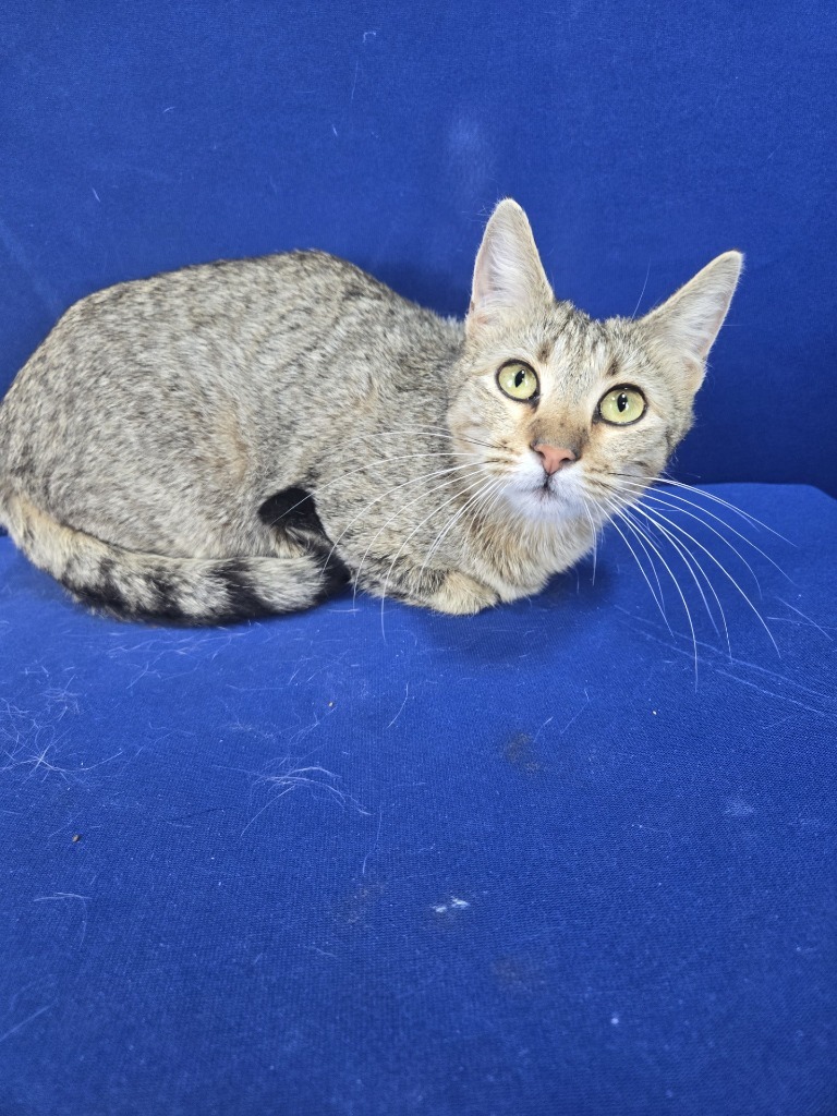 Firefly, an adoptable American Shorthair in Ruston, LA, 71270 | Photo Image 2