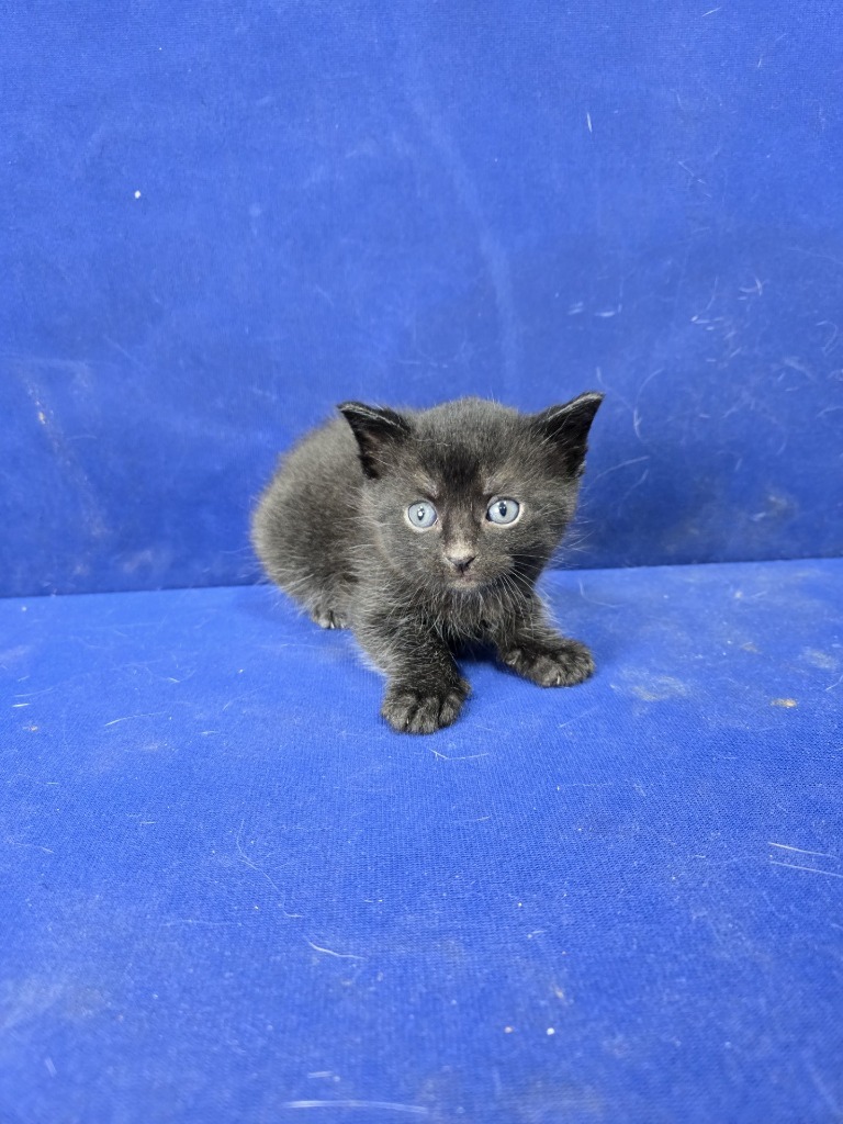 Doctor, an adoptable American Shorthair in Ruston, LA, 71270 | Photo Image 1