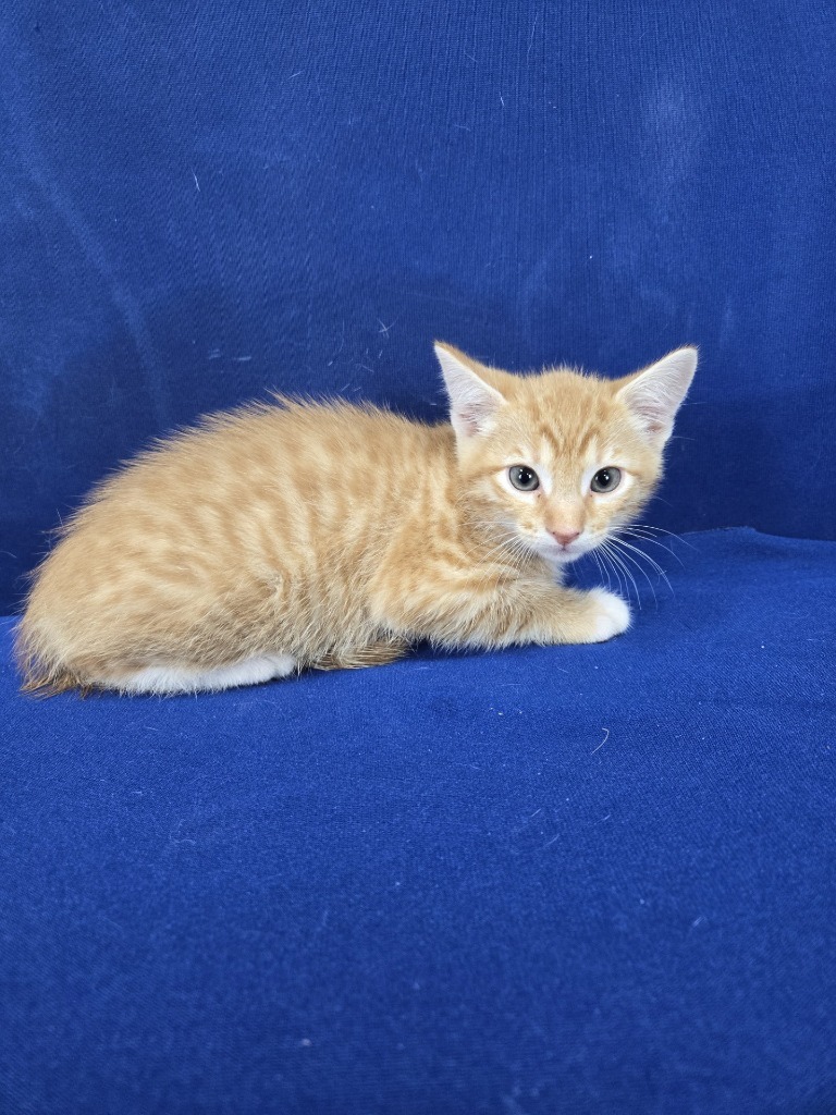 Phoenix, an adoptable Domestic Short Hair in Ruston, LA, 71270 | Photo Image 1