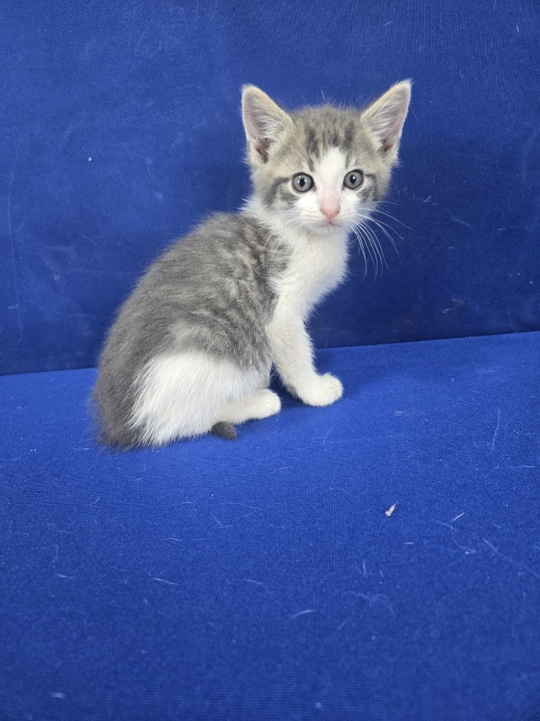 Simon Says, an adoptable American Shorthair in Ruston, LA, 71270 | Photo Image 1