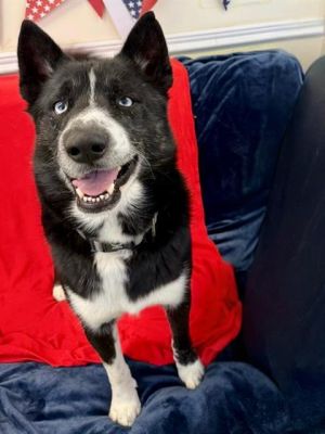 ARROW, Adult Male Siberian Husky