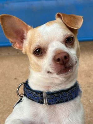 Gage, Adult Male Chihuahua