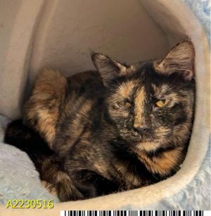 DOTS, Young Female Domestic Short Hair