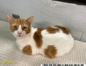 AMOS, Young Male Domestic Short Hair