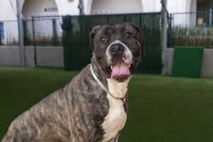 ERNEST, Young Male Mastiff