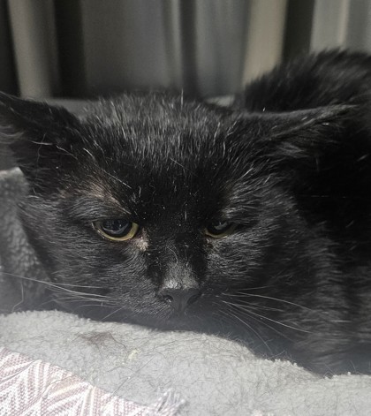 Mr. Friend, an adoptable Domestic Short Hair in Pendleton, OR, 97801 | Photo Image 1