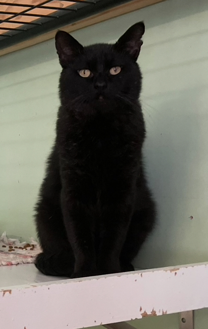 Mr. Friend, an adoptable Domestic Short Hair in Pendleton, OR, 97801 | Photo Image 1
