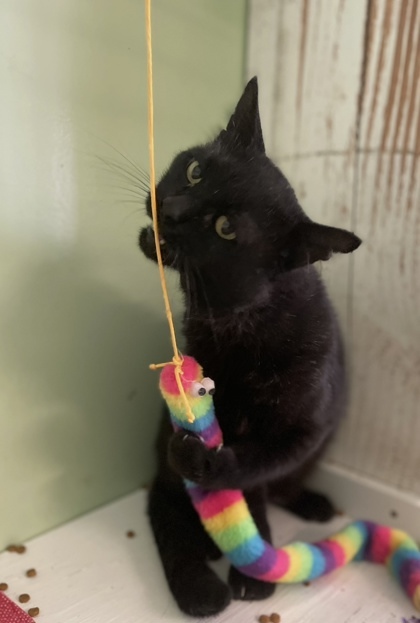 Mr. Friend, an adoptable Domestic Short Hair in Pendleton, OR, 97801 | Photo Image 2