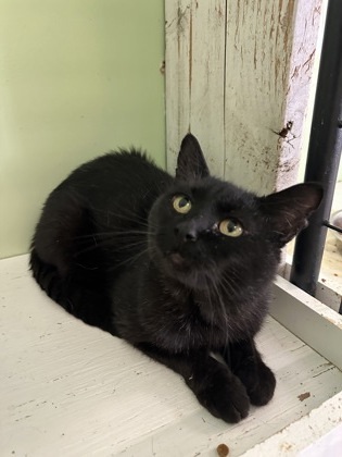 Mr. Friend, an adoptable Domestic Short Hair in Pendleton, OR, 97801 | Photo Image 3