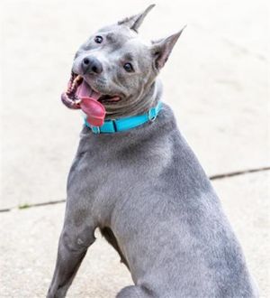 RUBY, Adult Female Pit Bull Terrier