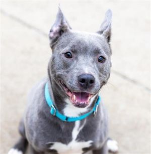 RUBY BLUE, Adult Female unknown