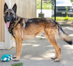ODIN, Adult Male unknown