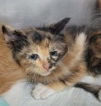 MINEY, Baby Female Domestic Short Hair