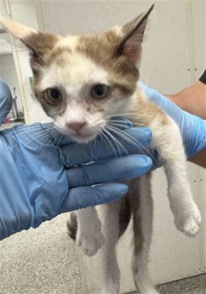 MAISY, Baby Female Domestic Short Hair