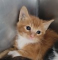 MEENIE, Baby Male Domestic Short Hair