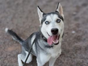 STERLING, Adult Male Husky