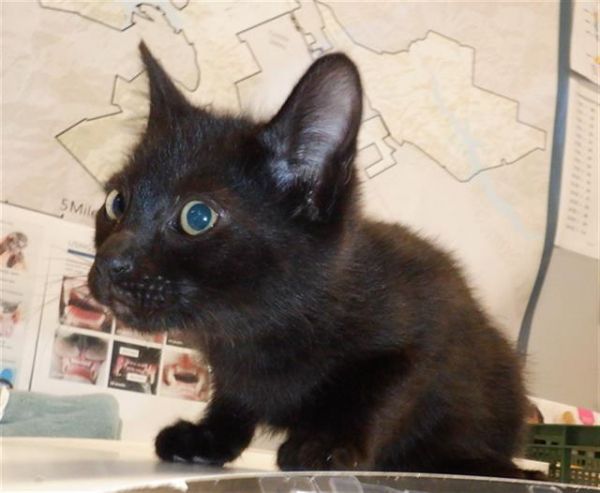 Onyx photo 1