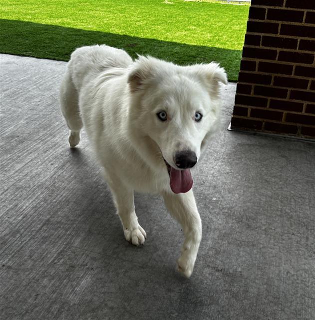 ICE BEAR, an adoptable Samoyed, Mixed Breed in Grand Prairie, TX, 75052 | Photo Image 1