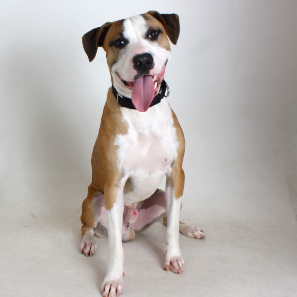 Roman, an adoptable Pit Bull Terrier in Redding, CA, 96099 | Photo Image 4