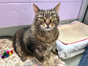 A volunteer writes Regal Nina is usually in full display in her personal condooften layinglavishly